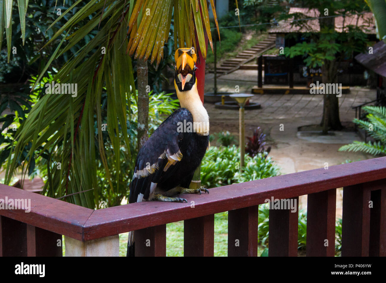 This unbashful male great hornbill (Buceros bicornis) on a wooden handrail is looking into the camera with its bill wide open and making lots of noise. Stock Photo