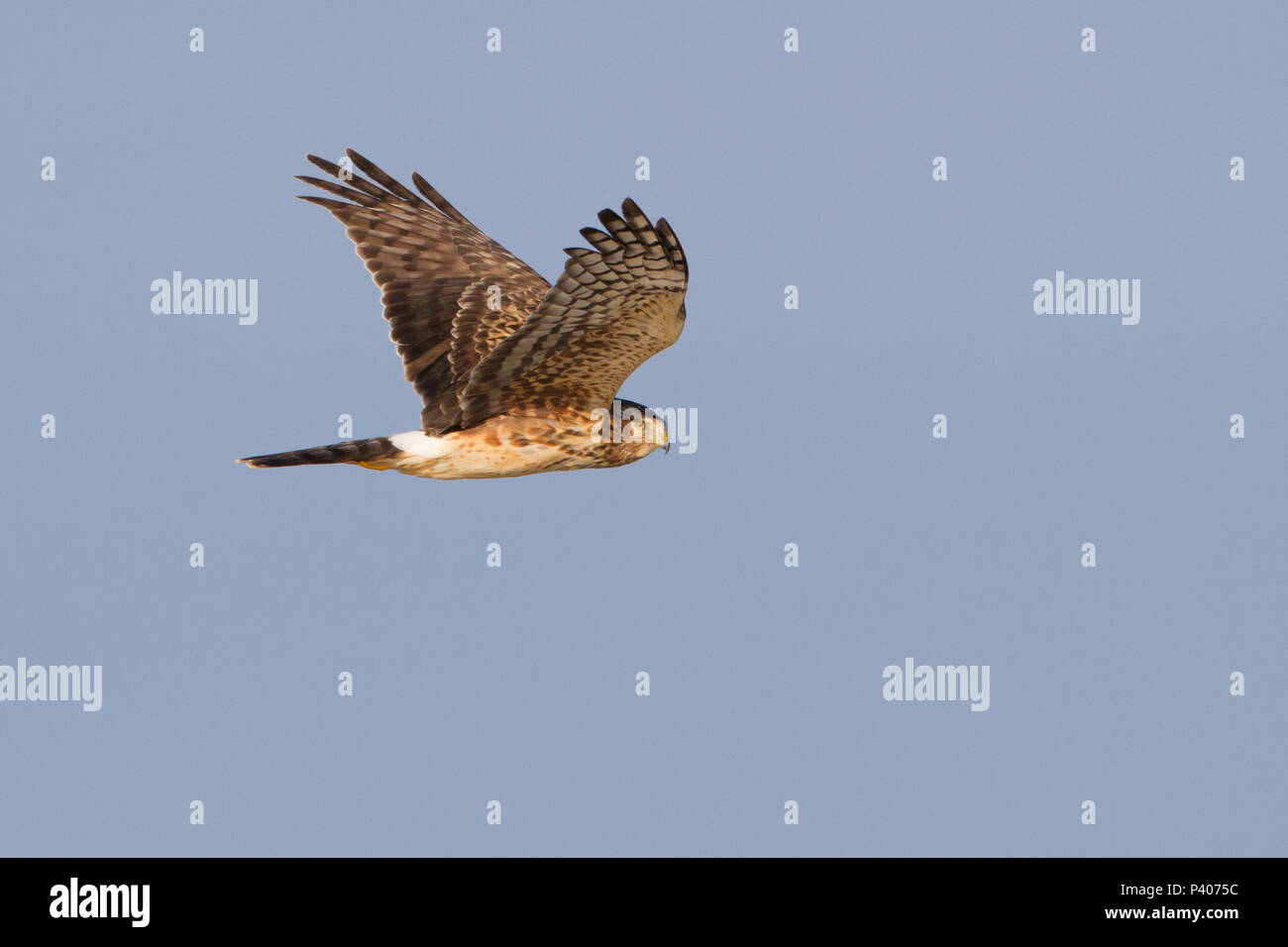 Harrier marsh hawk hi-res stock photography and images - Alamy