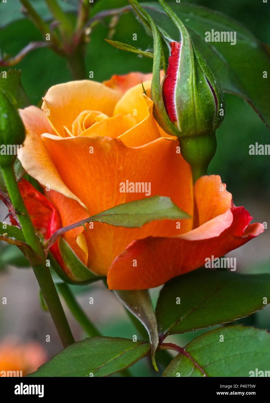 Early Season Rose Bud Stock Photo Alamy