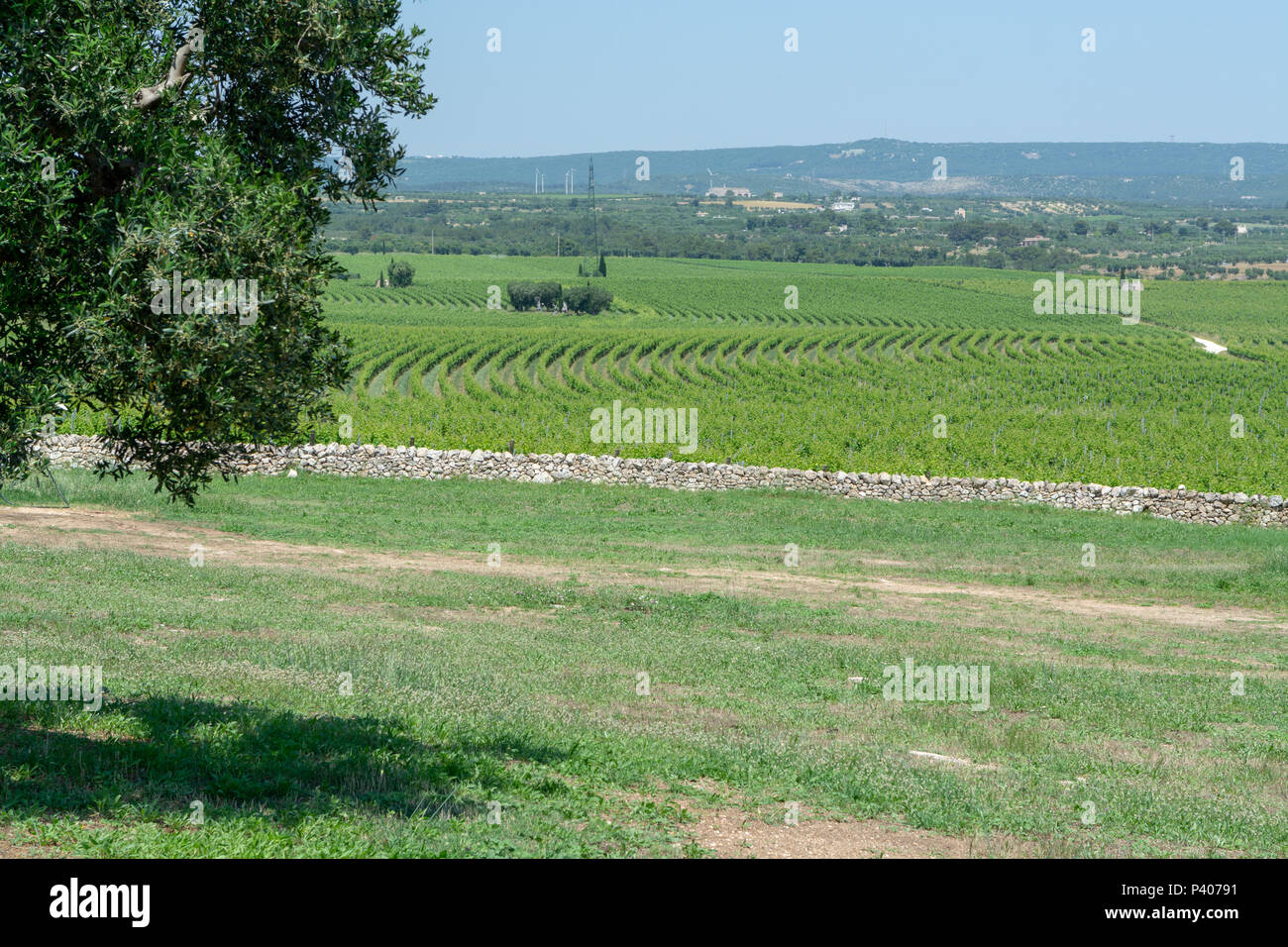 Vineyards and very old olive trees in Apulia, Italy, famous center of