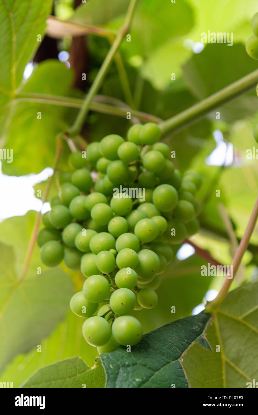 Ripening of white wine muscat grapes plants in great wine region of