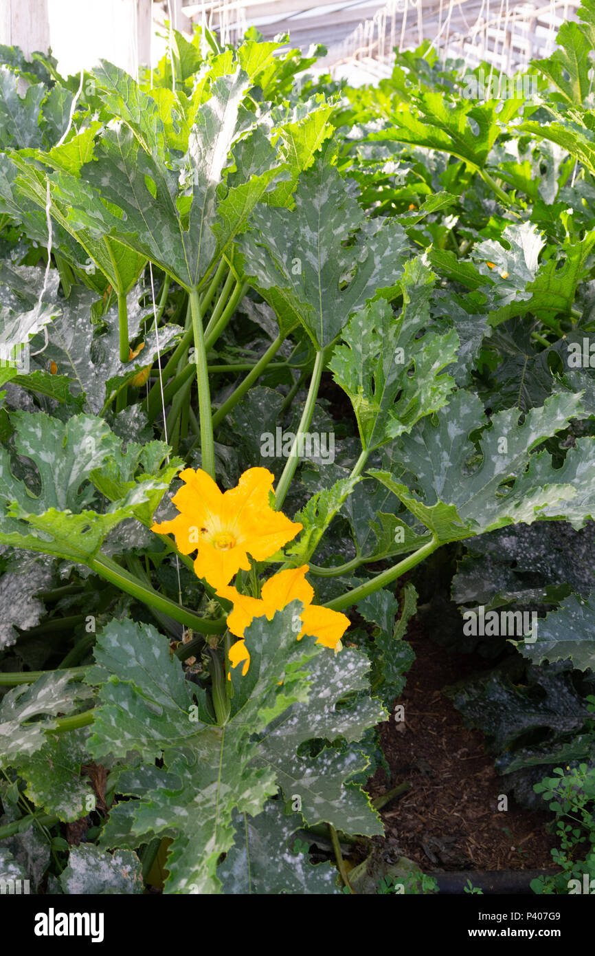 Zucchini organic plants growing in greenhouse, fertilized with bio