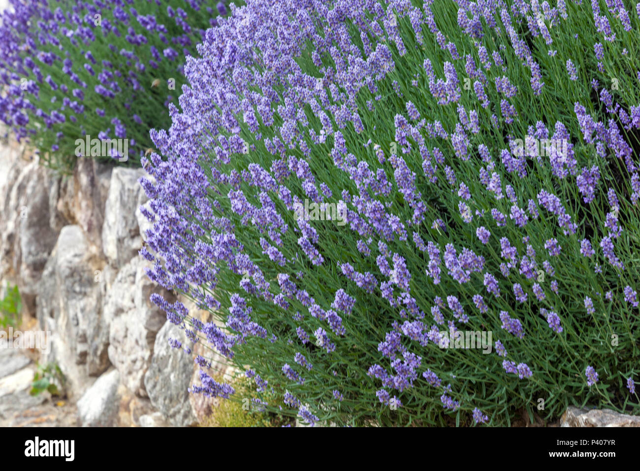 Lavender growing, Lavandula angustifolia wall plants scented Stock Photo