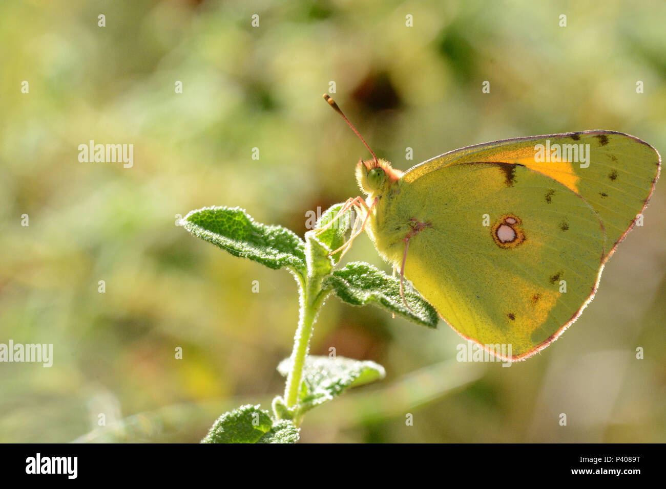 The world of insects. Butterfly of the species Colias croceus, laid on a blade of grass just before sunset Stock Photo