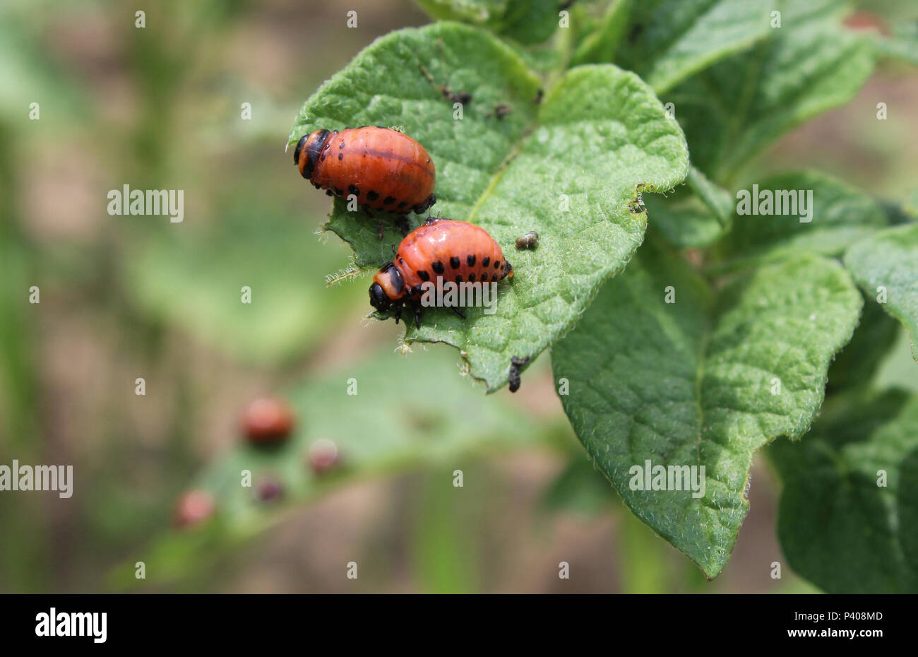 Two larvae of the Colorado potato beetle (Leptinotarsa decemlineata), feeding on potato plant foliage. Stock Photo