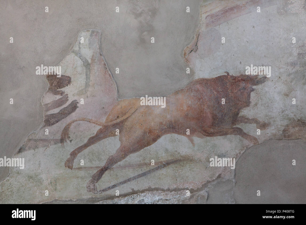 Aurochs (Bos primigenius) running followed by a bear depicted in the Roman fresco in the summer triclinium (Roman dining room) of the House of the Ephebe (Casa dell'Efebo) in the archaeological site of Pompeii (Pompei) near Naples, Campania, Italy. Stock Photo