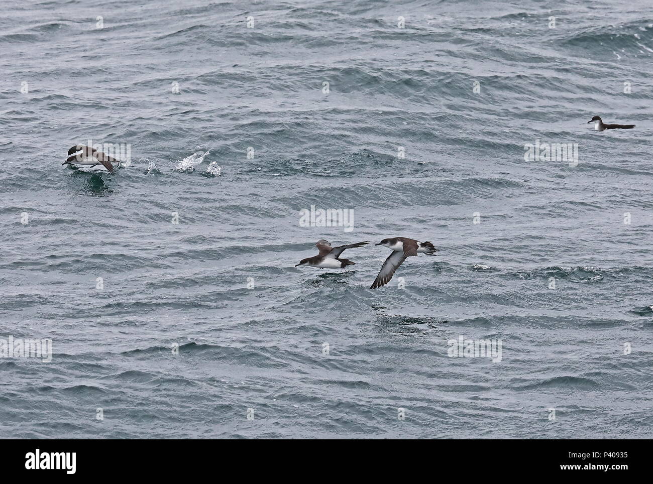 Manx Shearwater (Puffinus puffinus) adults taking off from the sea Bay