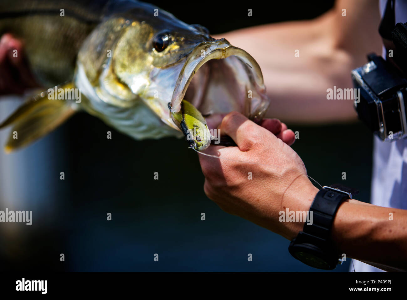 Freshwater Snook With Fishing Lure In Mouth Stock Photo Alamy
