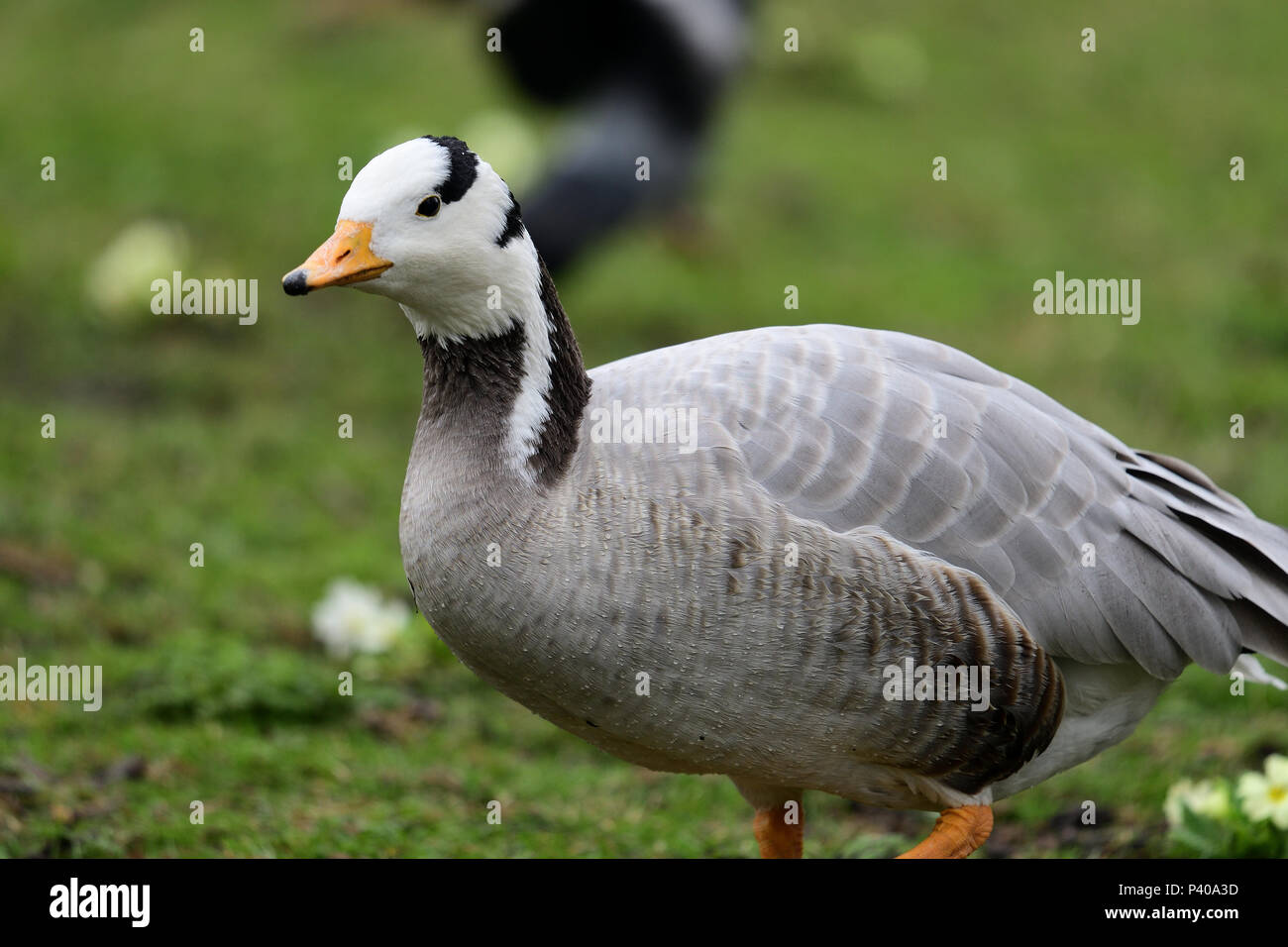 Bar headed goose side view hi-res stock photography and images - Alamy