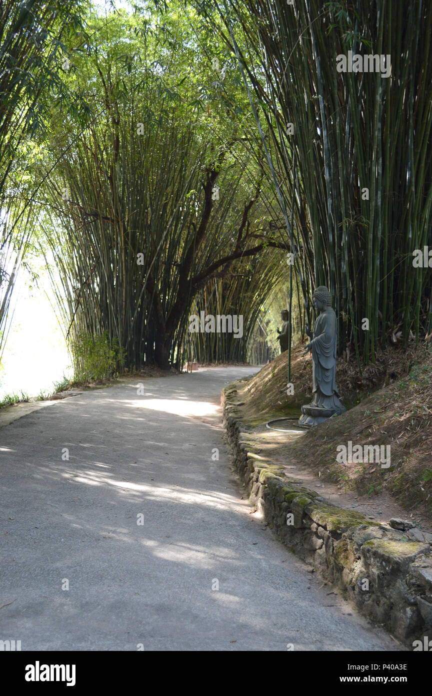 Bambus no Templo budista Zu Lai, Cotia, SP. Stock Photo