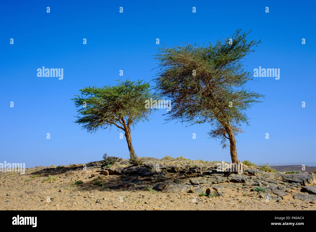 Trees survive and grow on a rocky outcrop in the Moroccan Sahara Desert