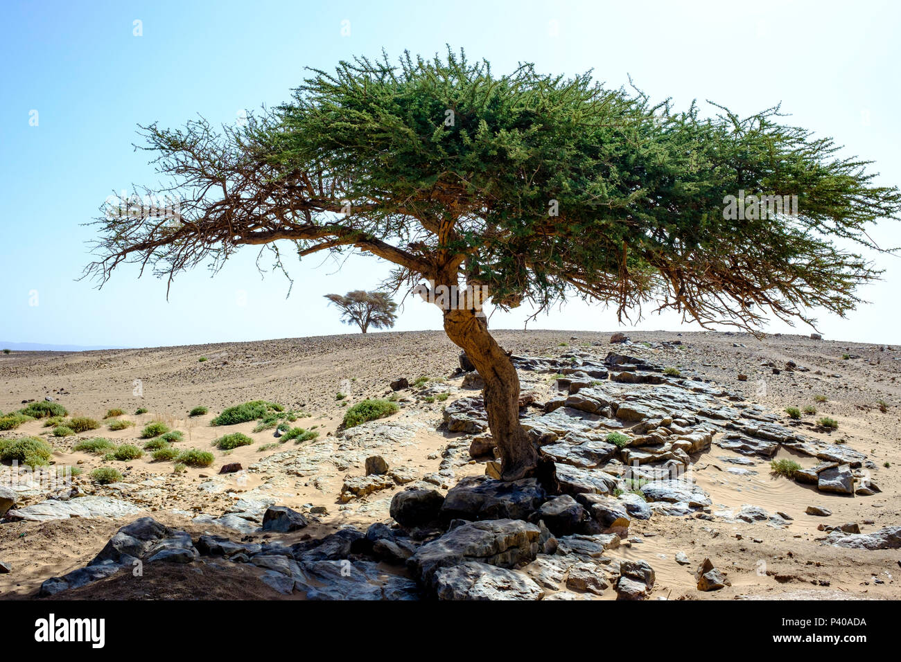Vegetation In Sahara Desert Stock Photos & Vegetation In Sahara Desert