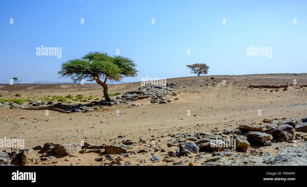 Trees survive and grow on a rocky outcrop in the Moroccan Sahara Desert
