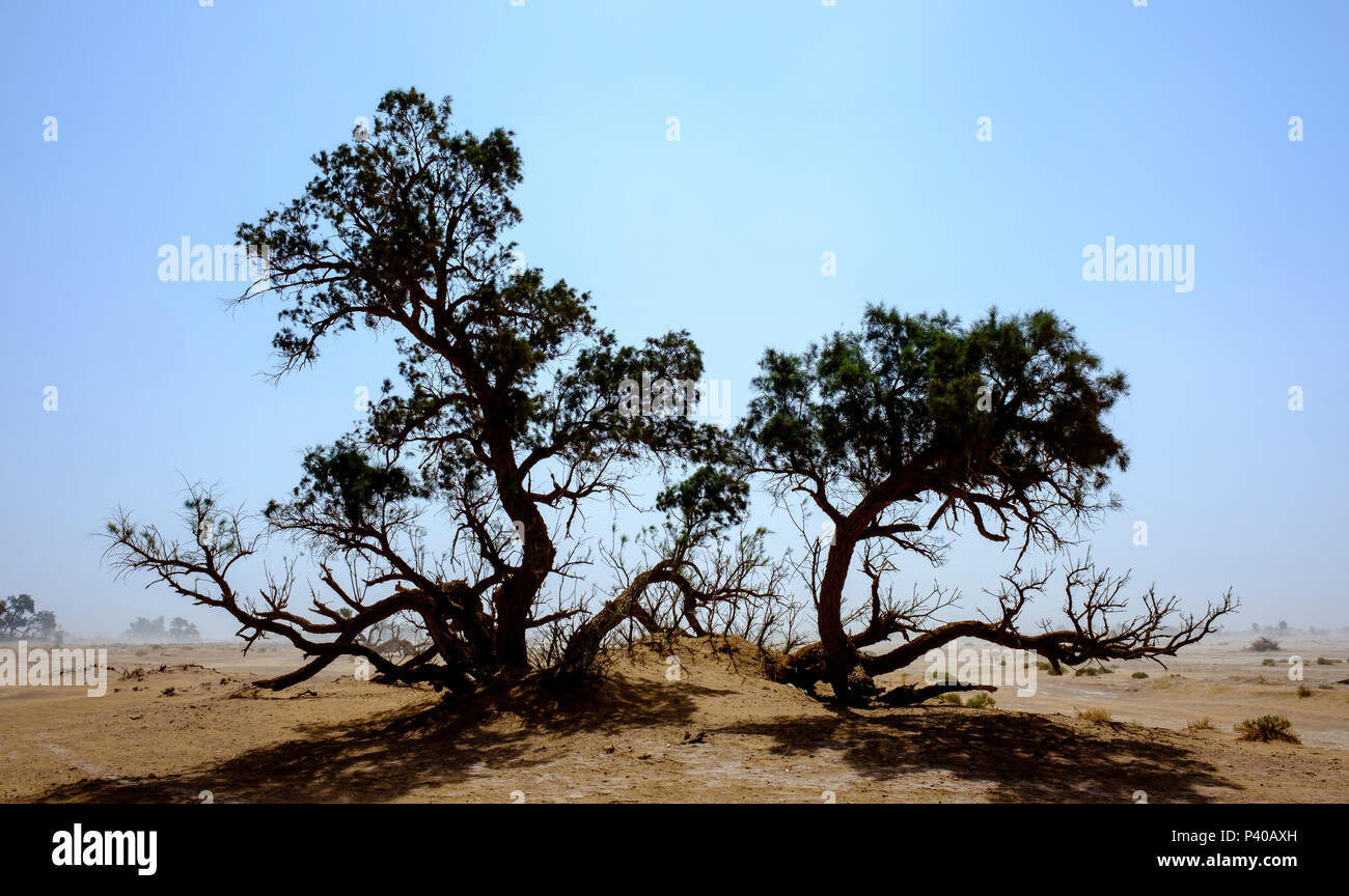 Sahara sand storm hi-res stock photography and images - Alamy
