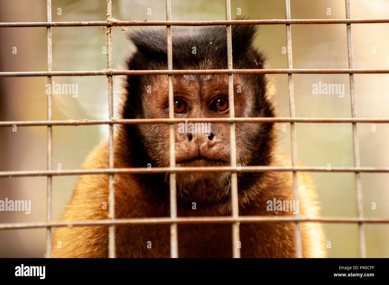 Caged tufted capuchin (Sapajus apella) at a small zoo, Manaus, Brazil Stock Photo