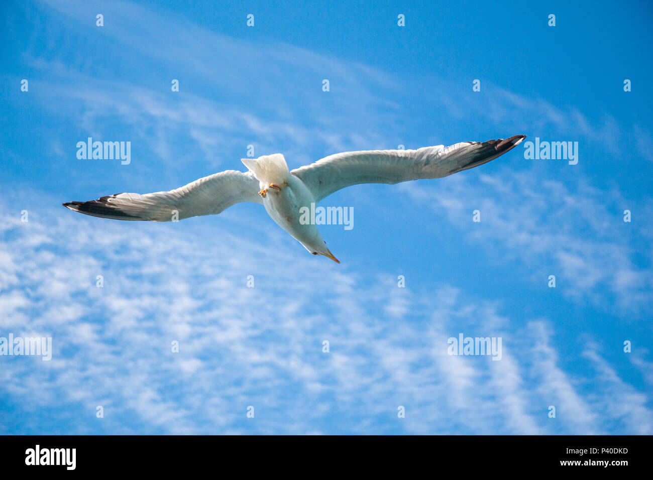 Single seagull flying in a cloudy sky as a background Stock Photo - Alamy