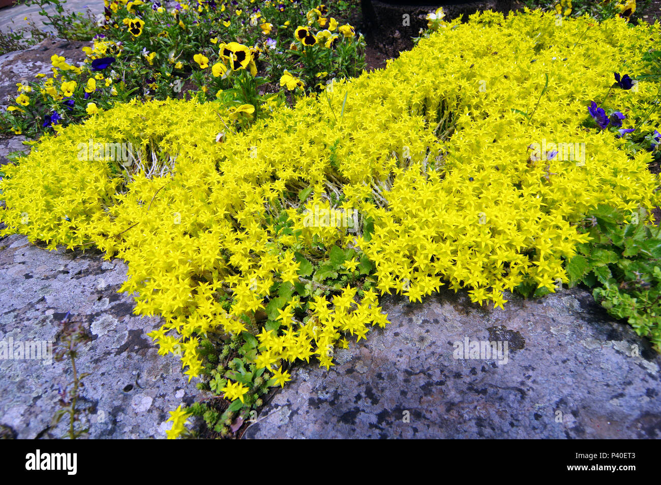 Yellow flowers on rock hi-res stock photography and images - Alamy