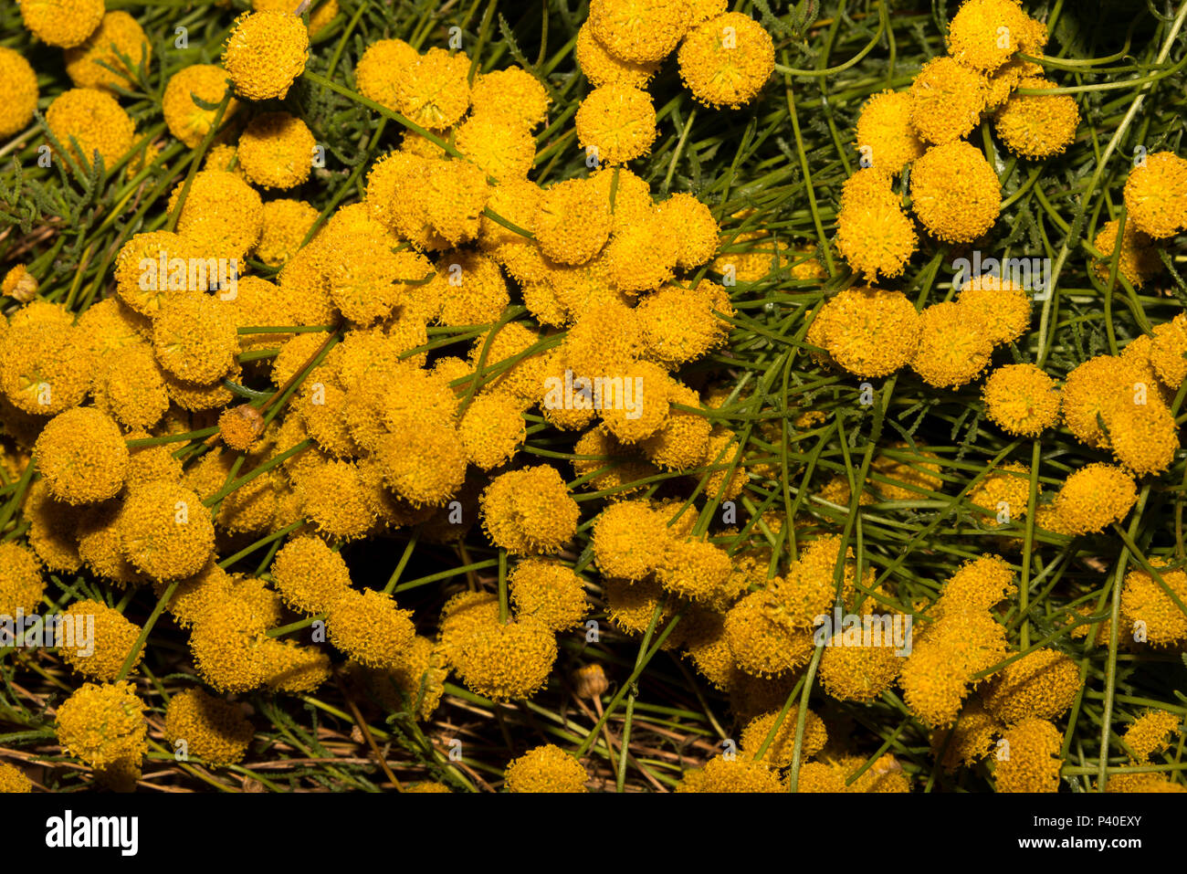 Holy Flax (Santolina rosmarinifolia) Stock Photo