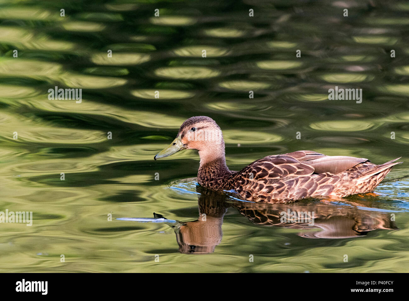 Mexican Duck Anas diazi swiming over lake light reflections Stock Photo