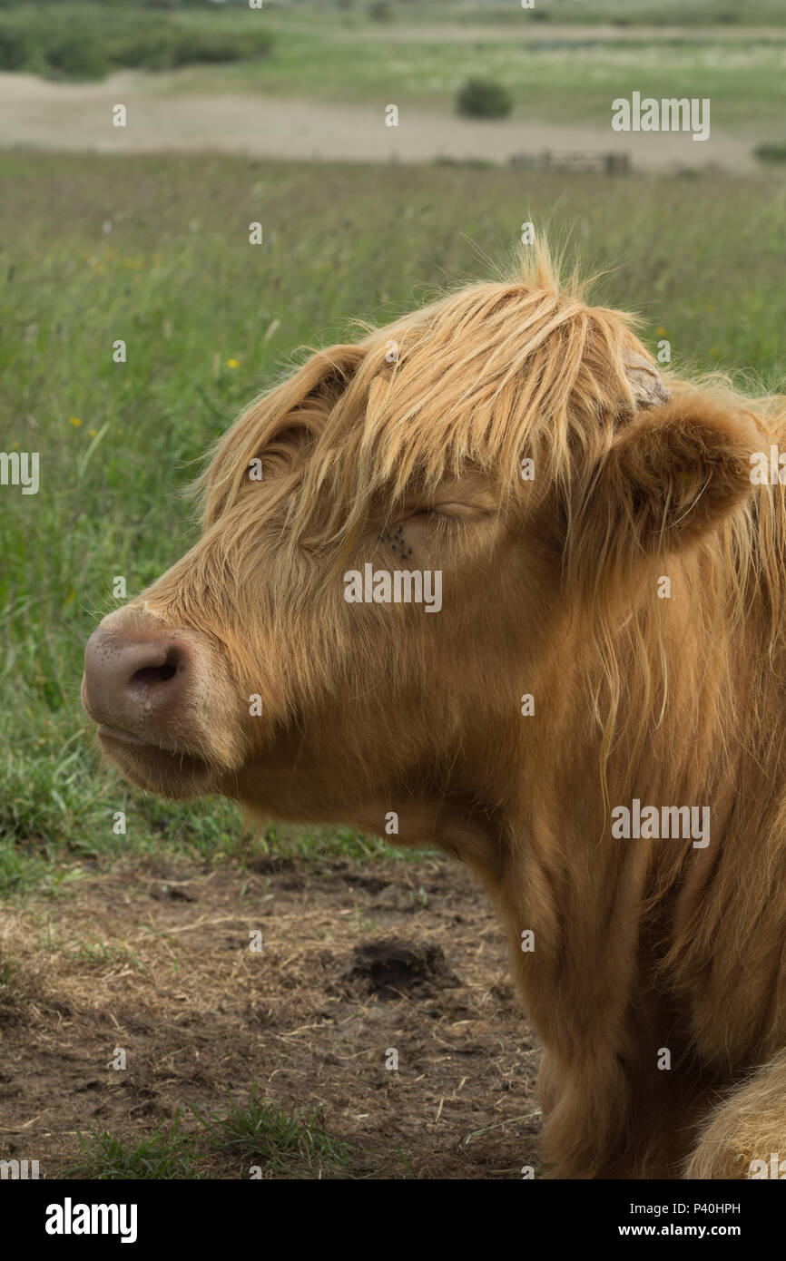 Highland cattle being used in conservation Stock Photo Alamy