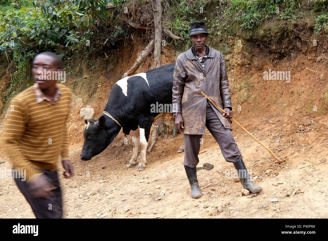 Tutsi rwanda cow hires stock photography and images Alamy