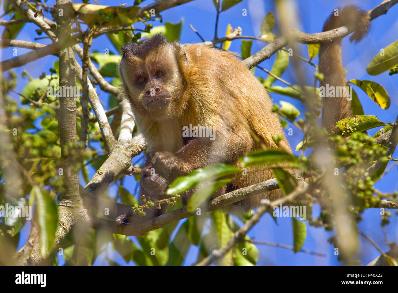 Macaco-prego (<em>Cebus apella</em>)