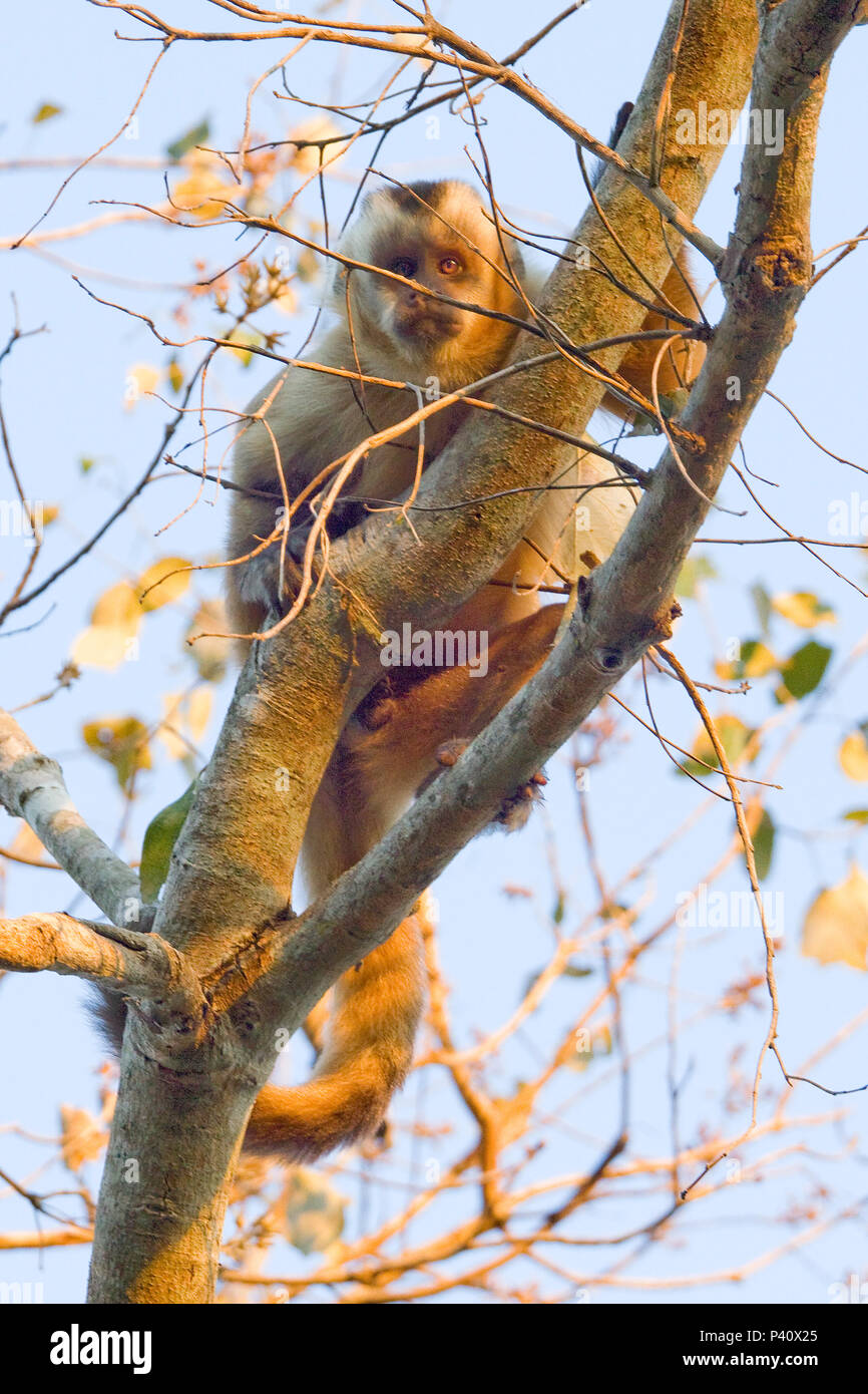 Macaco-prego, Os Macaco-prego (Cebus apella) são macacos do…