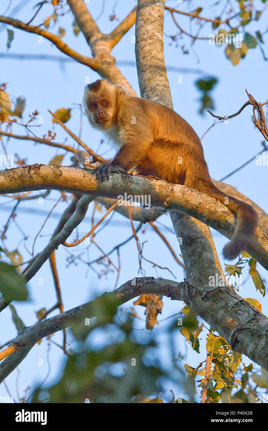 Refúgio dos Bugios - Miranda/MS Macaco Macaco-prego Cebus apella primata mamífero animal Pantanal Miranda Mato Grosso do Sul Brasil Stock Photo
