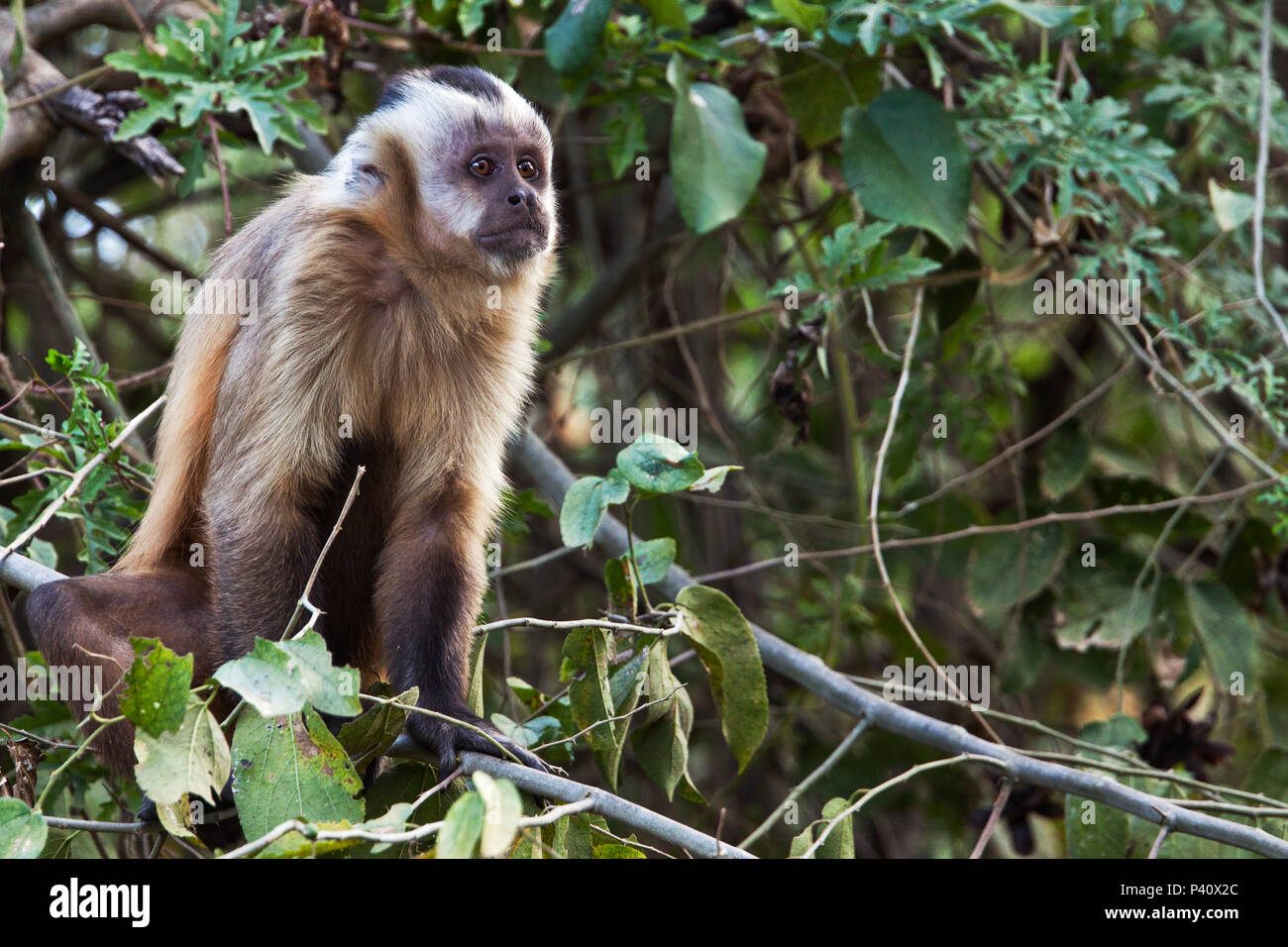 Foto de Macaco Cebo África Do Sul e mais fotos de stock de Macaco-prego -  Macaco-prego, Macaco, Macaco Cebo - iStock