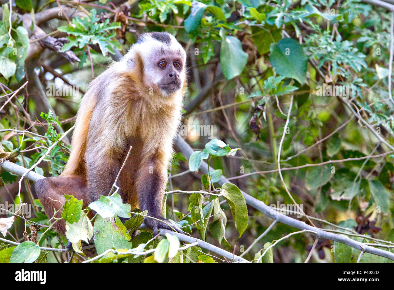 Refúgio dos Bugios - Miranda/MS Macaco-prego macaco primata Fauna Natureza Pantanal Miranda Mato Grosso do Sul Brasil Stock Photo
