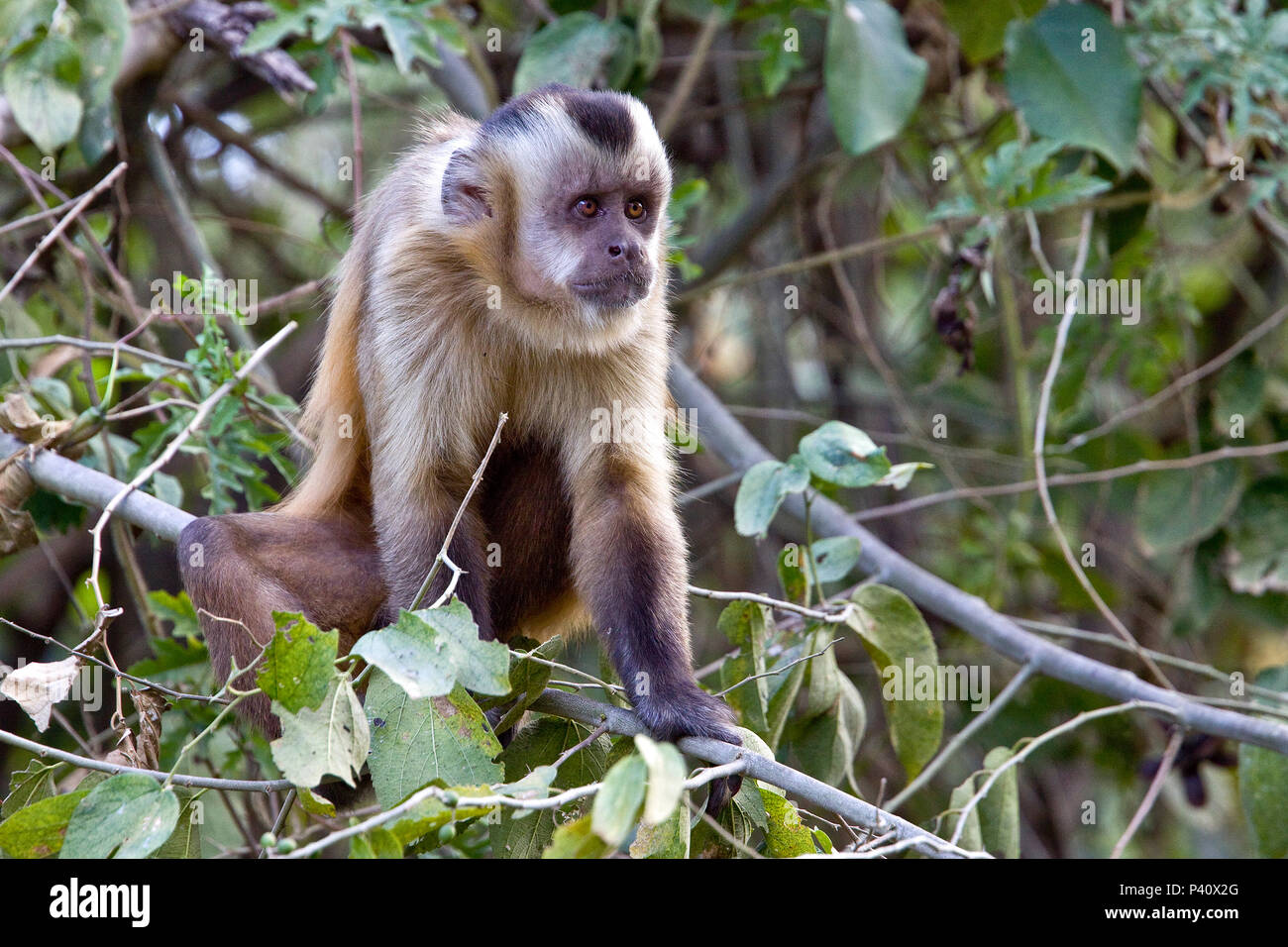 Macaco Prego Stock Photo by ©vbacarin 287923286