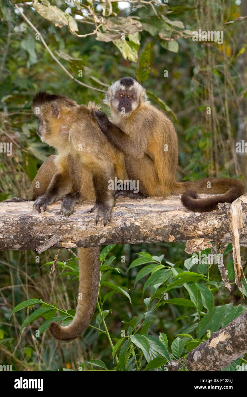 Miranda - MS Macaco-prego macaco primata Fauna Natureza Pantanal Refúgio dos Bugios Miranda Mato Grosso do Sul Brasil Stock Photo