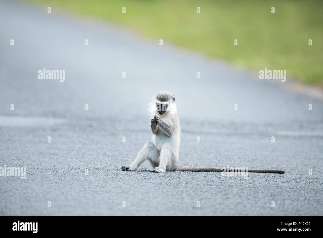 Savanah Monkey (Chlorocebus aethiops) looking at object on road, iSimangaliso Wetland Park, KwaZulu-Natal, South Africa Stock Photo
