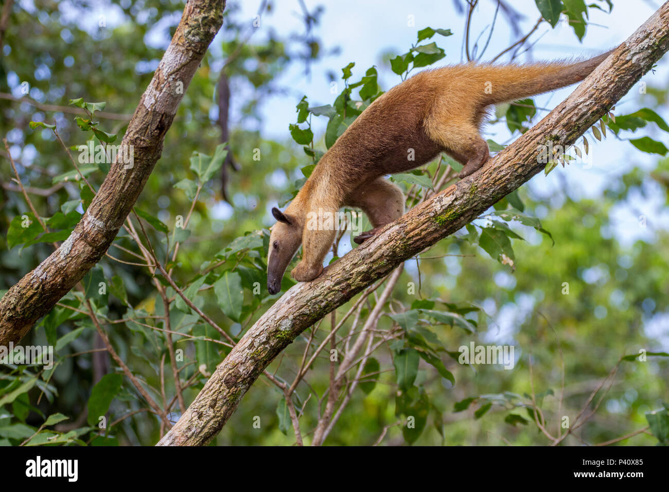 Iranduba - AM Tamanduá-mirim Tamandua tetradactyla animal Fauna ...