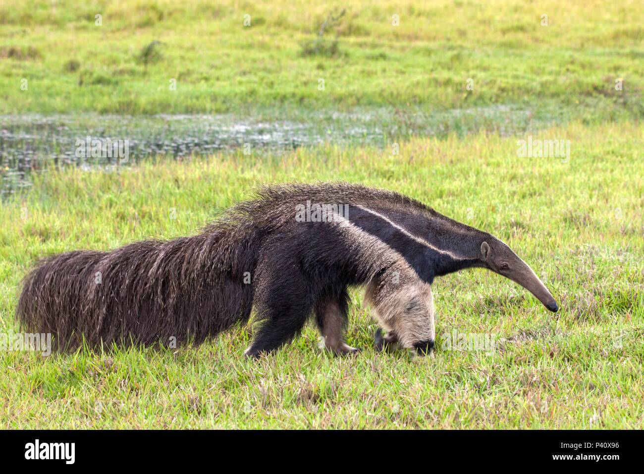 Urso formigueiro gigante hi-res stock photography and images - Alamy