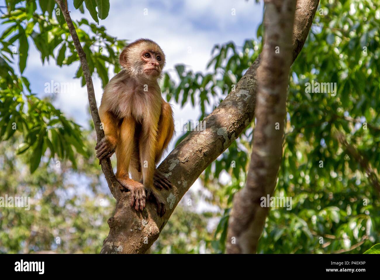 Iranduba - AM Macaco Macaco Caiarara Cebus kaapori primata Fauna ...