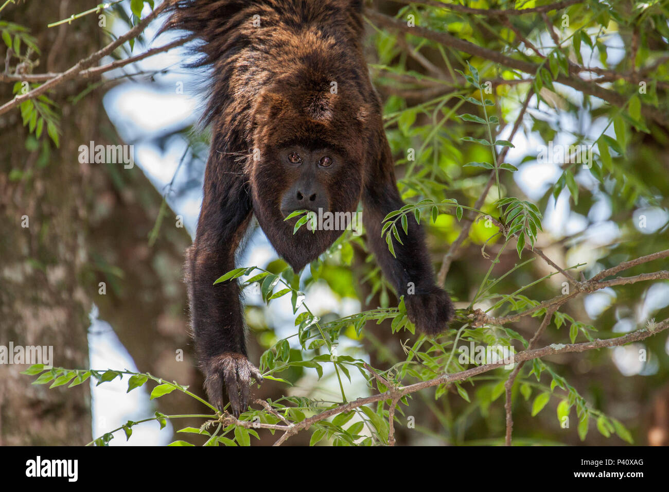 Macaco bugio hi-res stock photography and images - Alamy