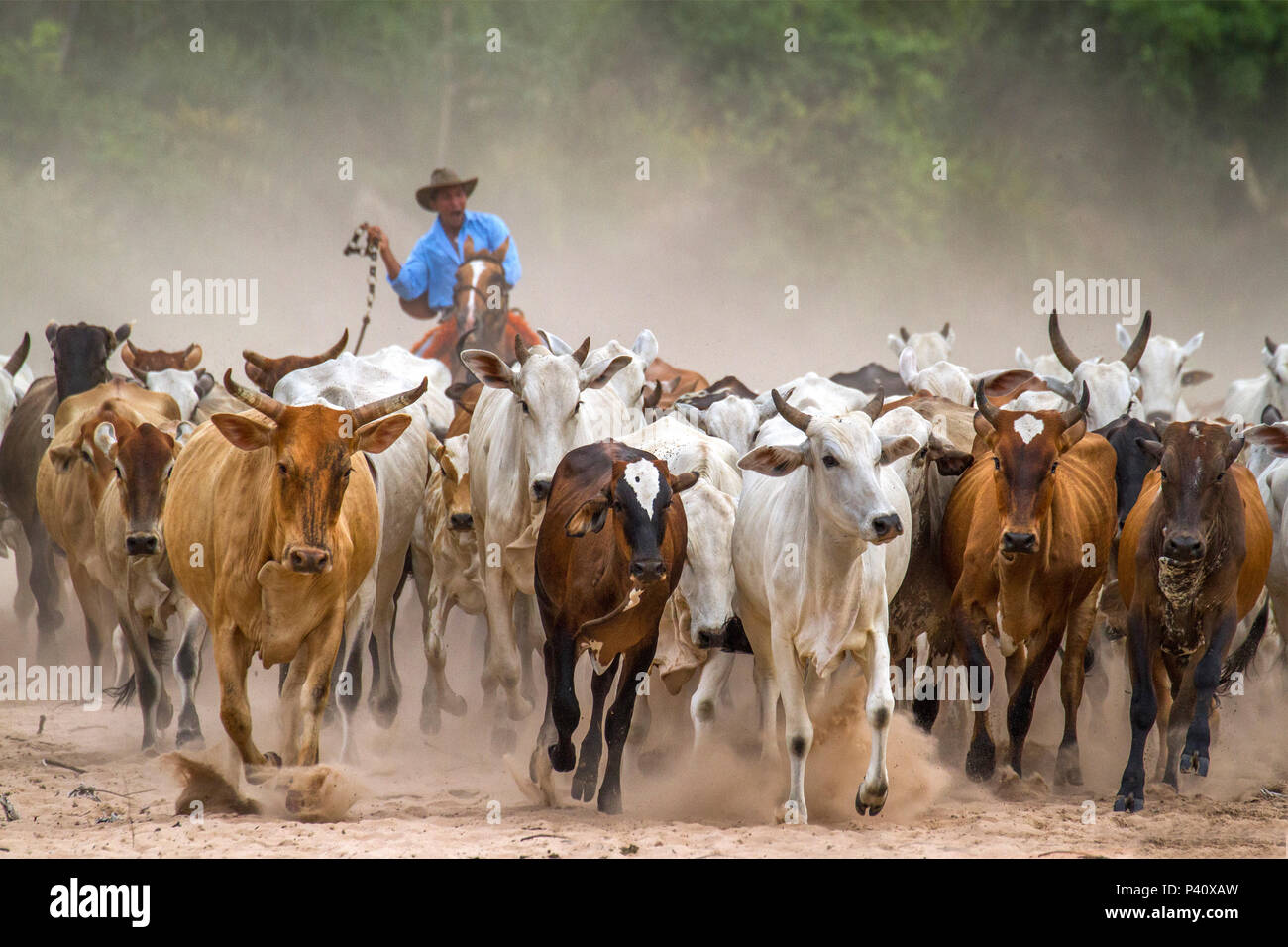 Peão boiadeiro tangendo boiada em direção a açude em fazenda do Pantanal  Sul, Pulsar Imagens