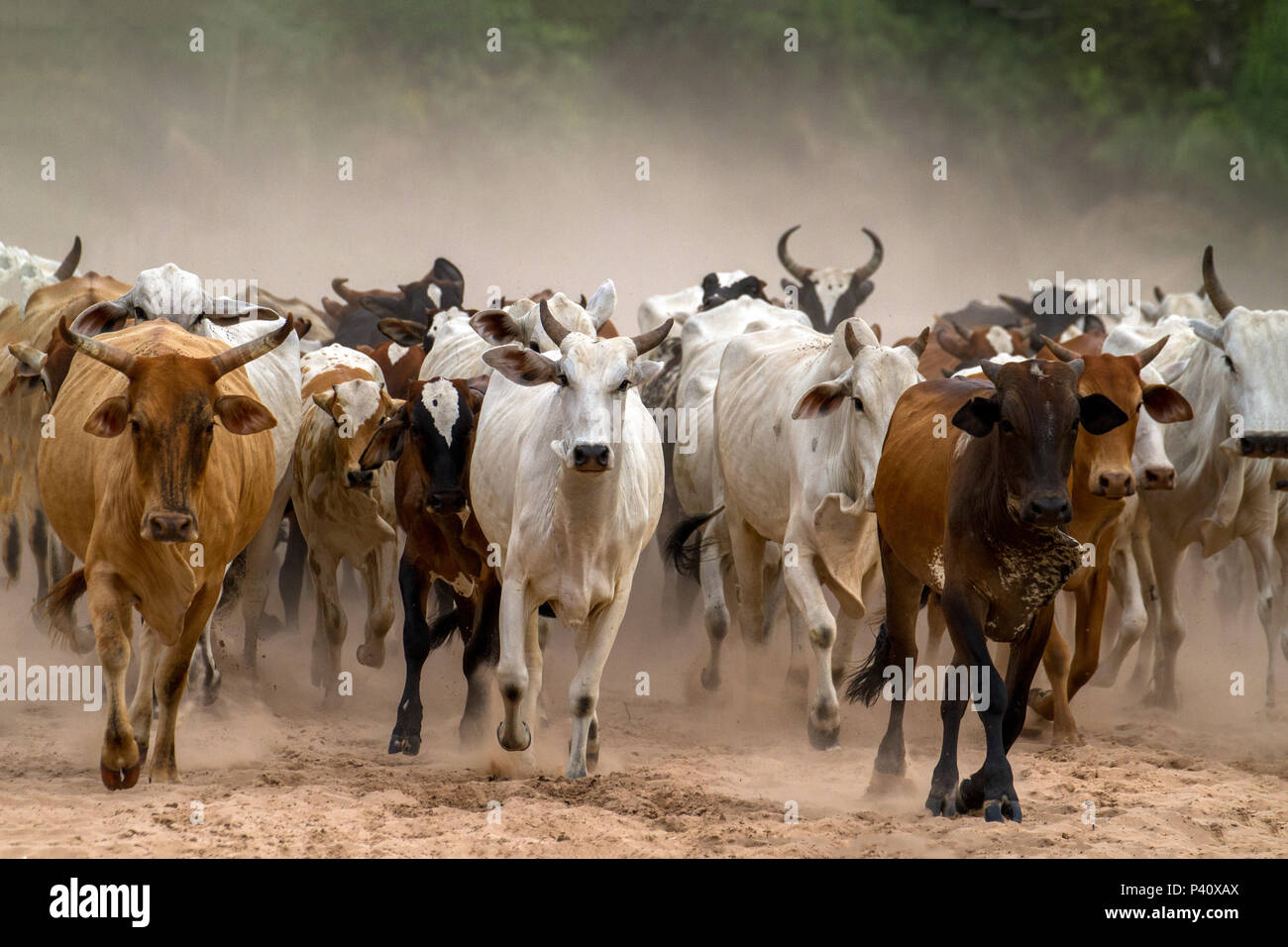 Peão boiadeiro tangendo boiada em direção a açude em fazenda do Pantanal  Sul, Pulsar Imagens