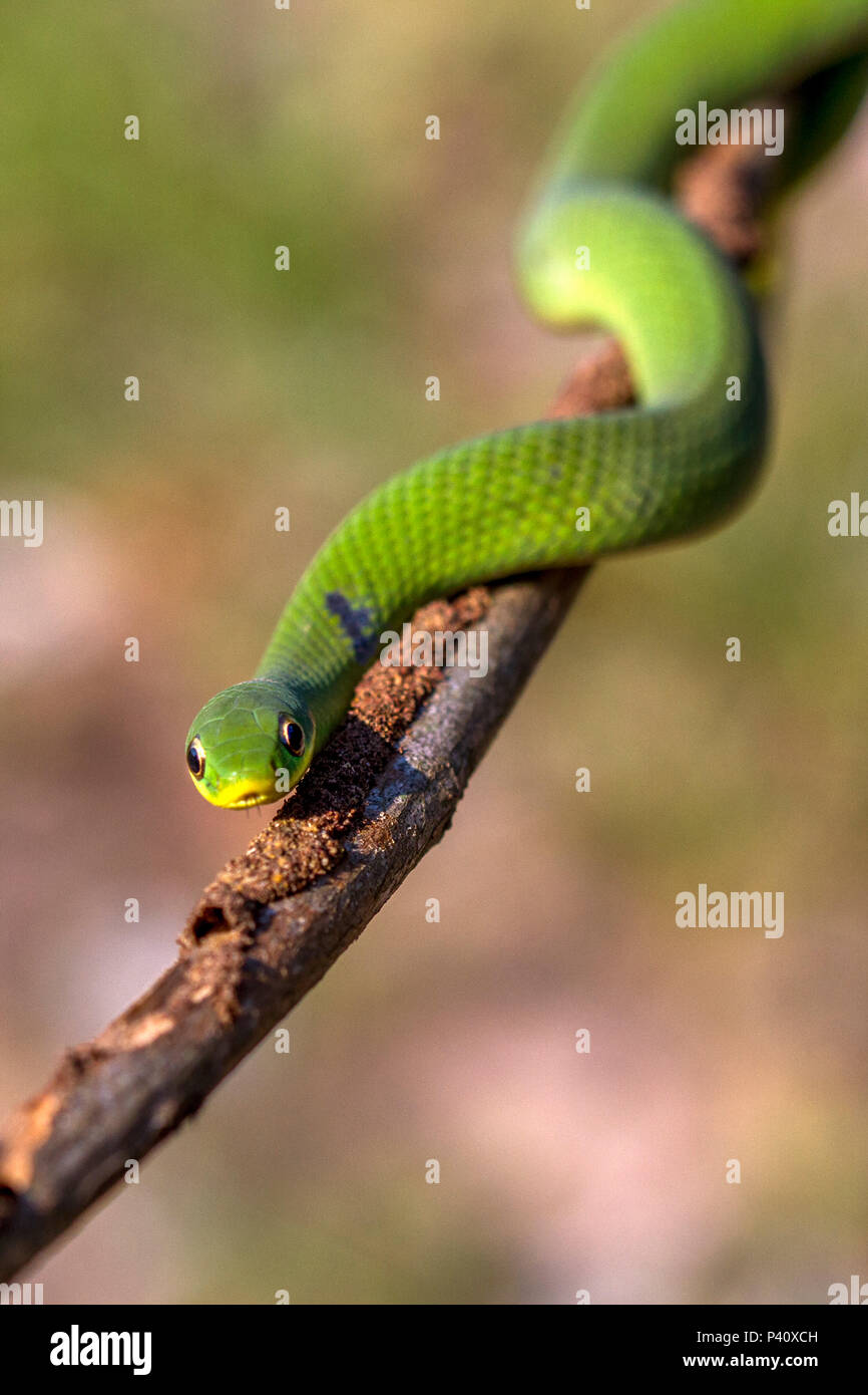 Cobra cipo hi-res stock photography and images - Alamy