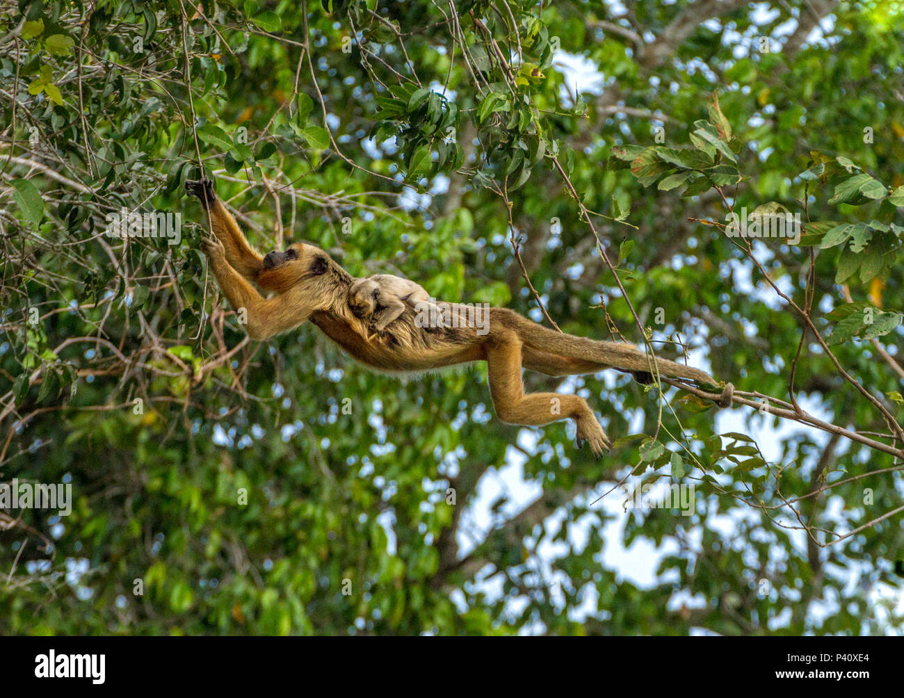 Macaco bugio hi-res stock photography and images - Alamy