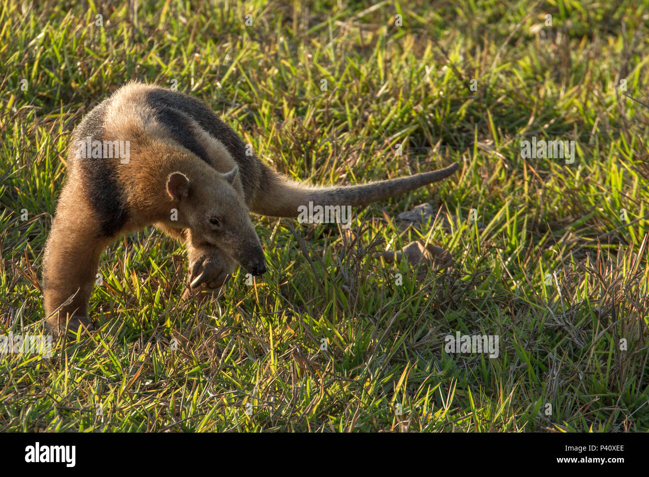 Jaleco hi-res stock photography and images - Alamy