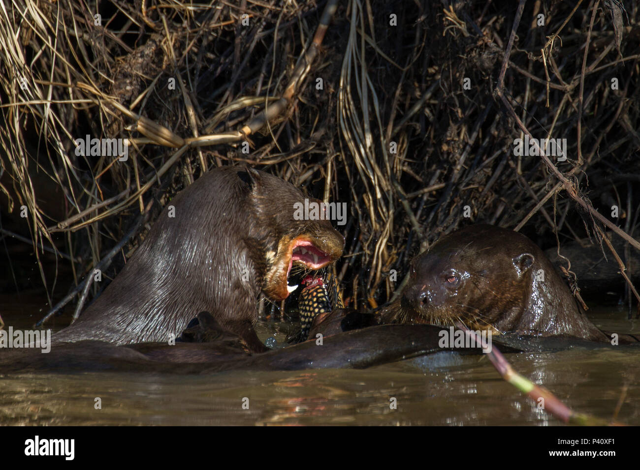 Mamifero mustelideo hi-res stock photography and images - Alamy