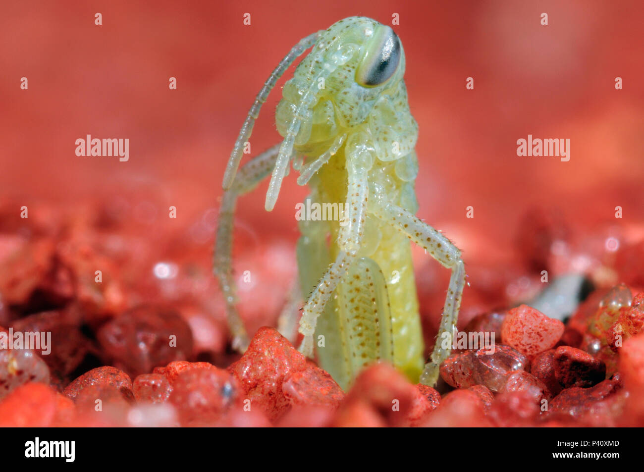 Desert Locust (Schistocerca gregaria) hatching from ground, native to Afria and Asia. Sequence 2 of 4 Stock Photo