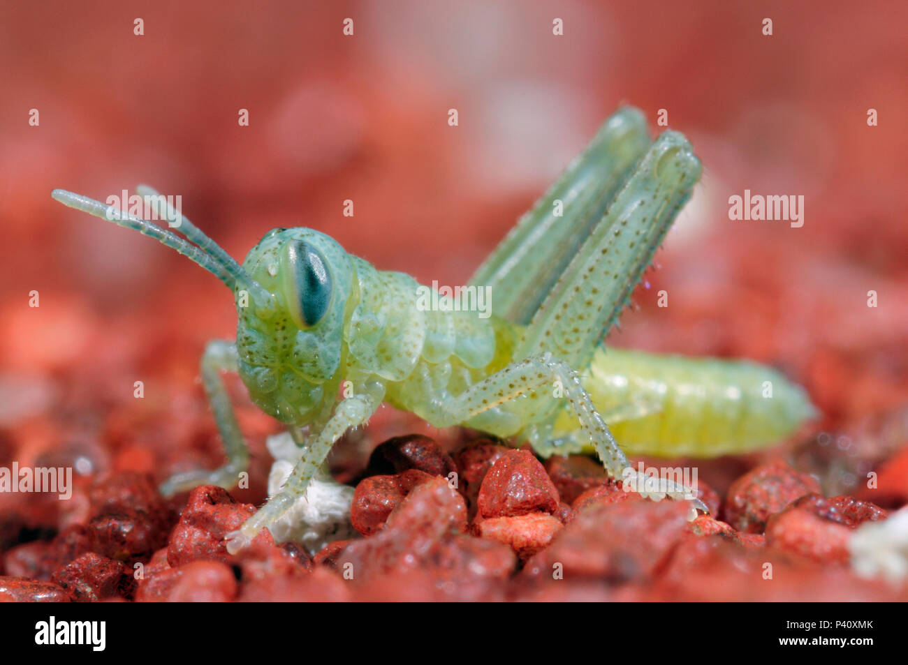 Desert Locust (Schistocerca gregaria) hatching from ground, native to Afria and Asia. Sequence 4 of 4 Stock Photo