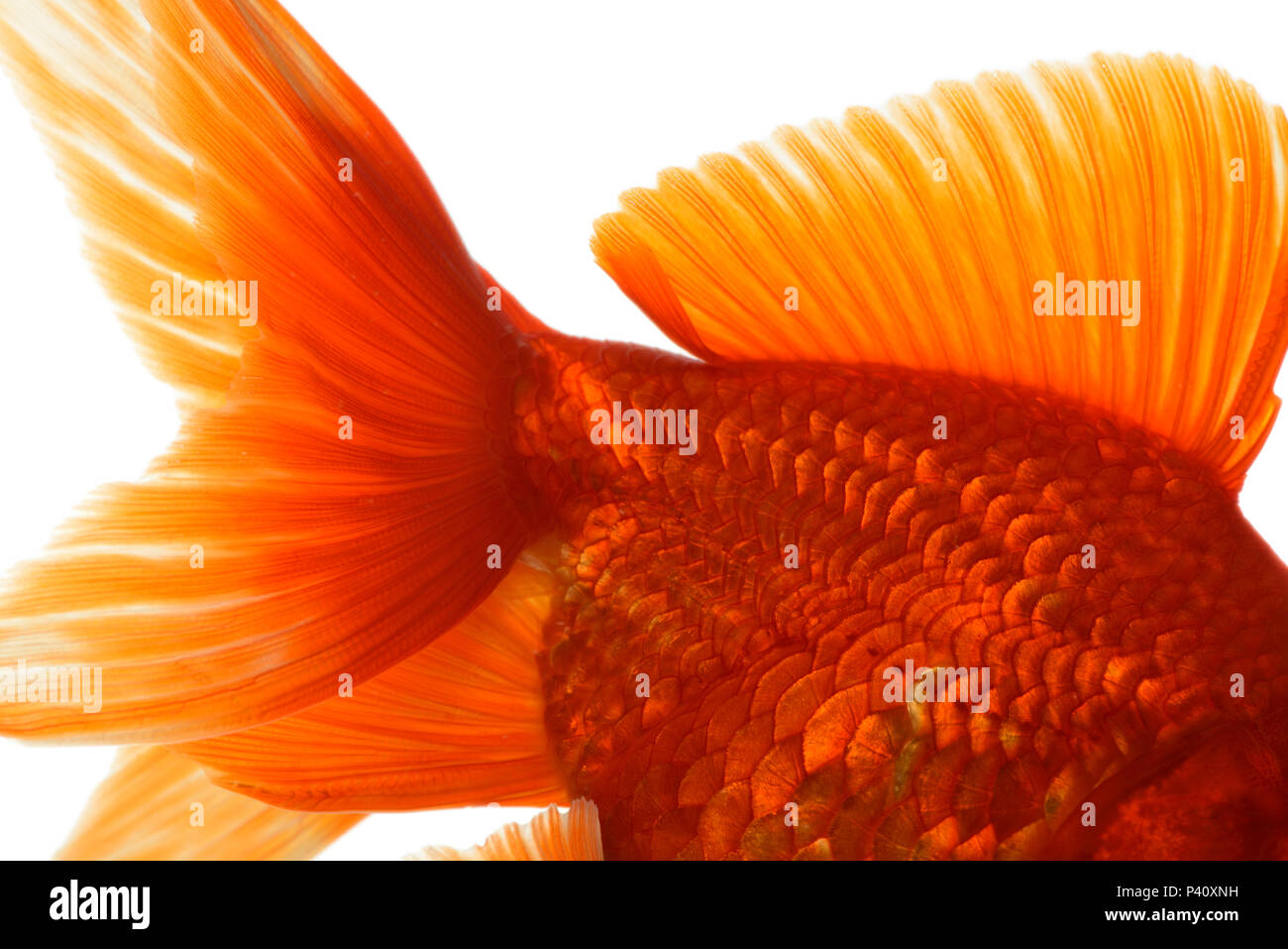 Goldfish (Carassius auratus) gibelio form, Goosefeld, Schleswig