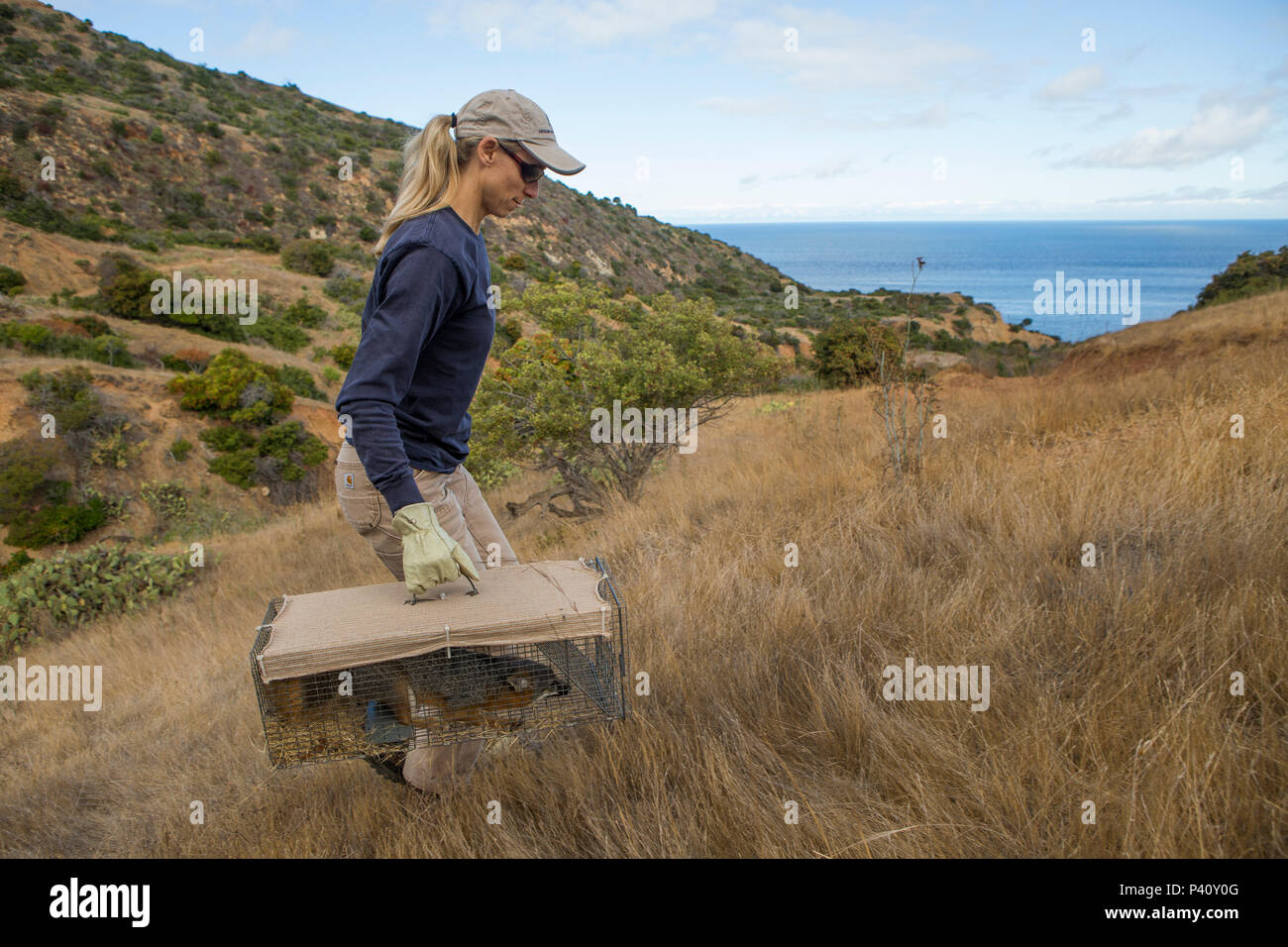 Santa Catalina Island Fox (Urocyon littoralis catalinae) biologist