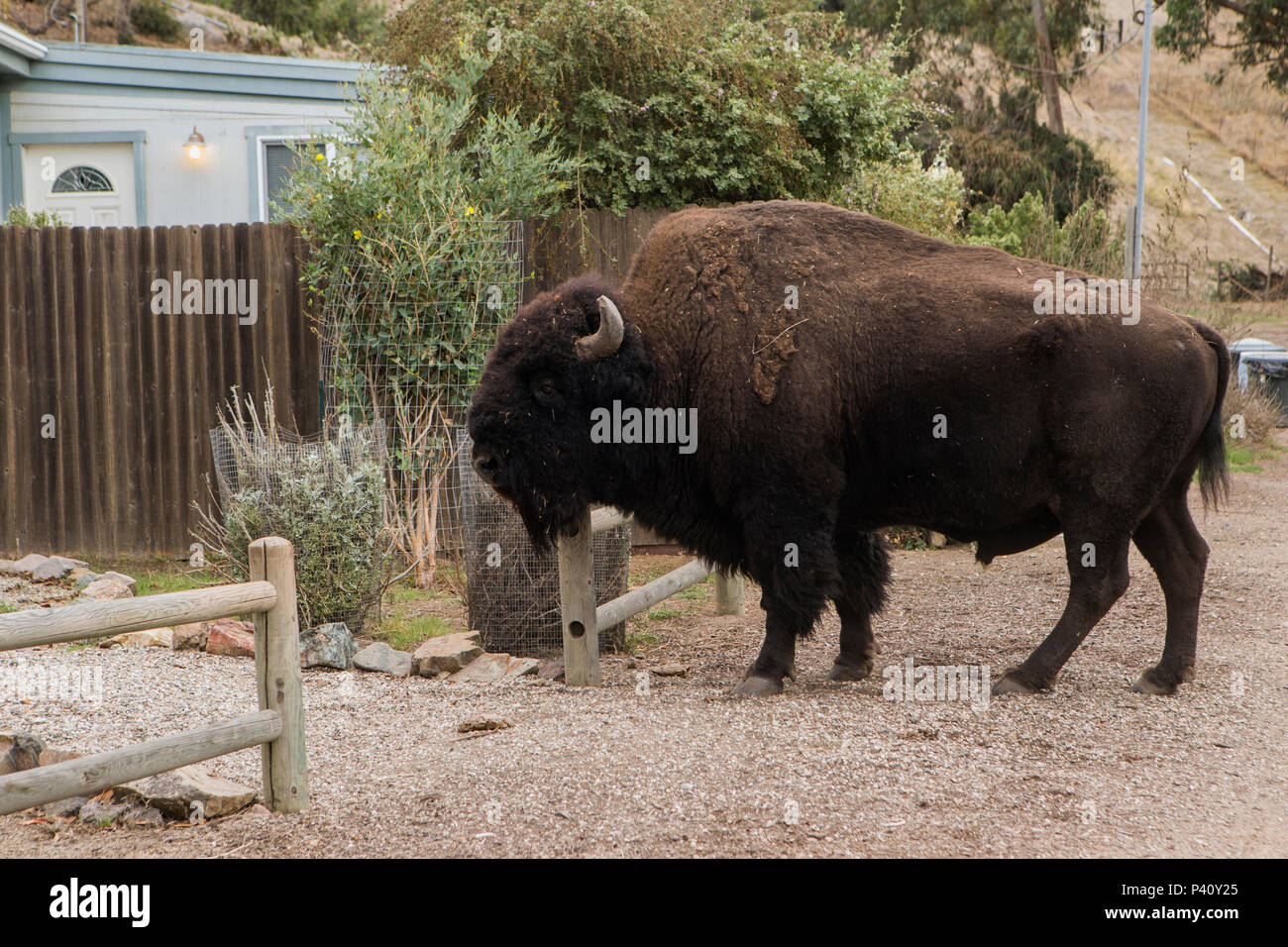 American Bison (Bison bison) bull in front yard, Santa Catalina Island, Channel Islands, California Stock Photo