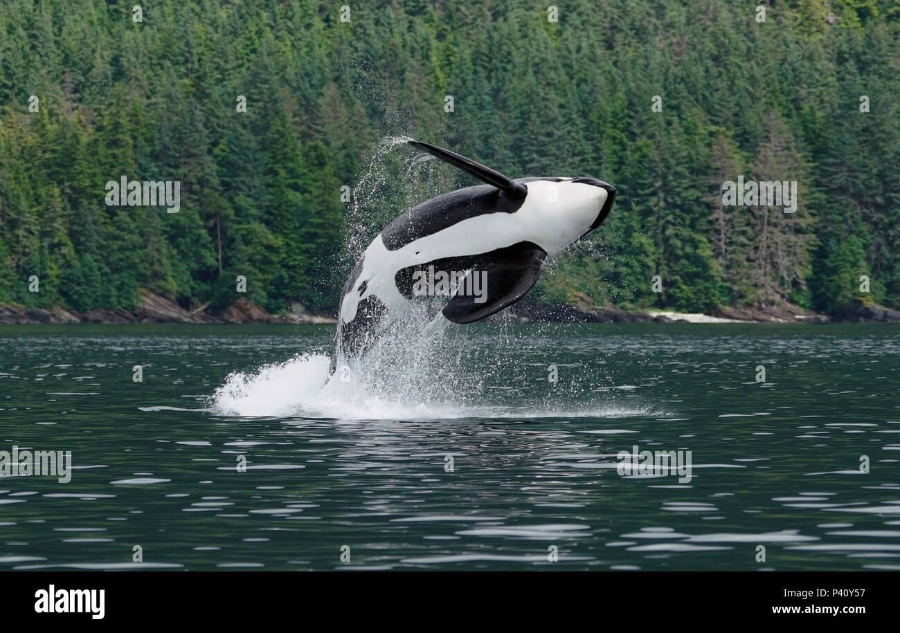 Orca (Orcinus orca) male breaching, Prince William Sound, Alaska Stock Photo