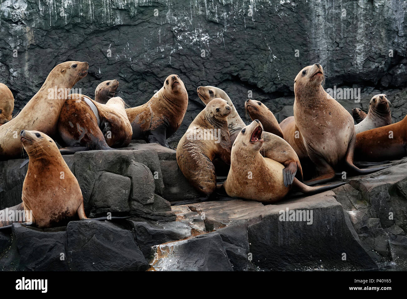 Steller's Sea Lion (Eumetopias jubatus) group, Prince William Sound, Alaska Stock Photo
